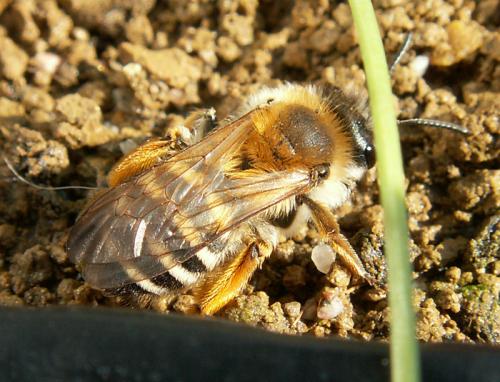 Andrena gravida
