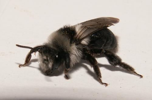 Andrena cineraria