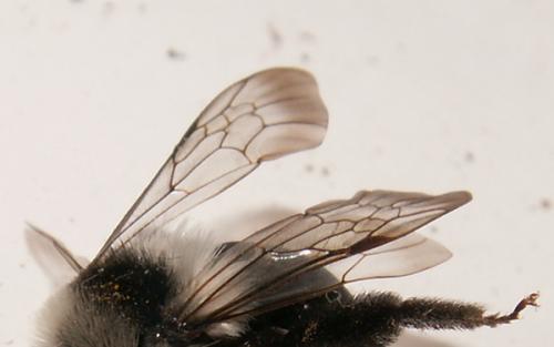 Andrena cineraria