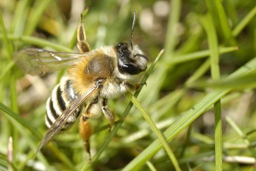 Andrena gravida