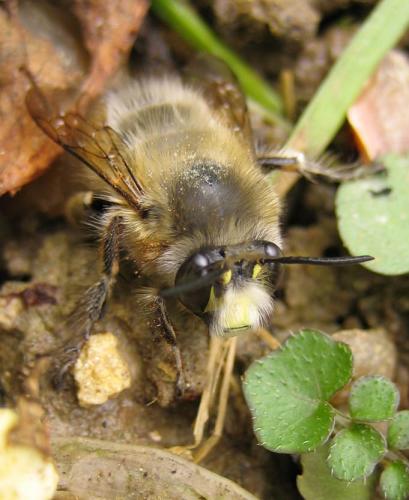 Anthophora plumipes