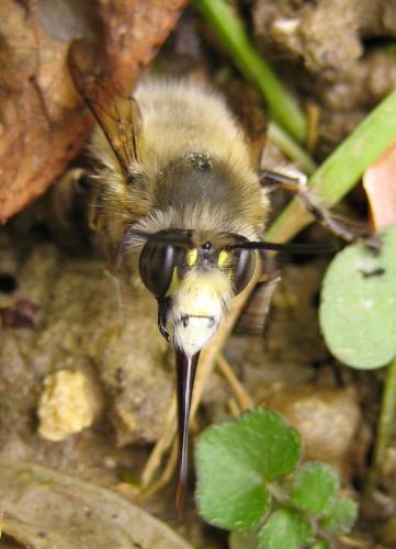 Anthophora plumipes