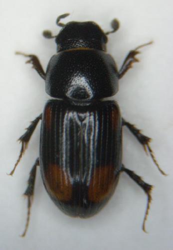 Phalacronothus quadrimaculatus