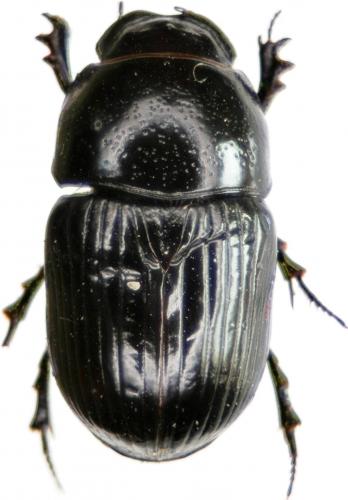 Réf. 30 309 : Teuchestes fossor
