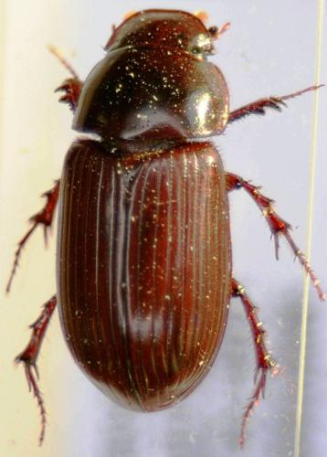 Acrossus rufipes