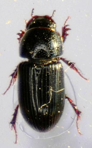 Réf. 30 388 : Liothorax niger