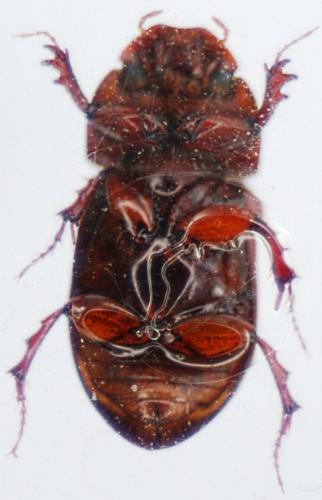 Bodilopsis rufa