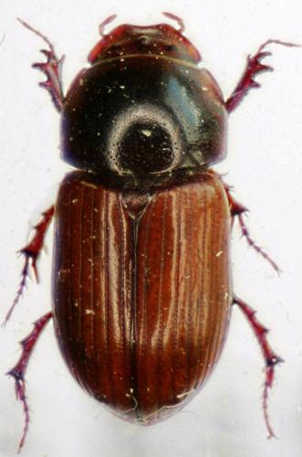Bodilopsis rufa