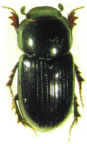Neagolius haroldi