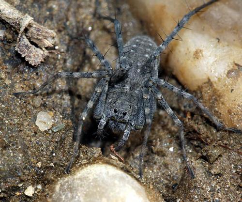Pardosa wagleri