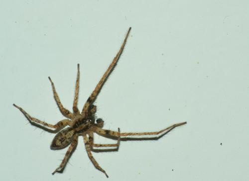 Réf. 30 775 : Anyphaena accentuata