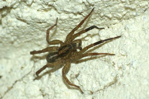 Trochosa sp.