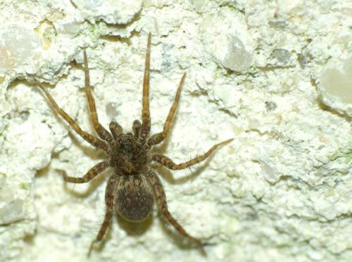 Pardosa sp.
