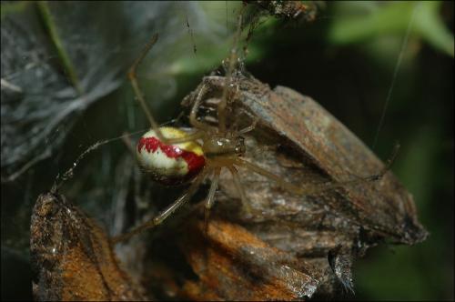 Réf. 30 066 : Enoplognatha sp.