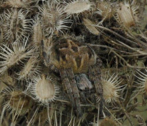 Agalenatea redii