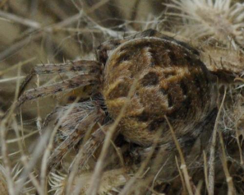 Agalenatea redii