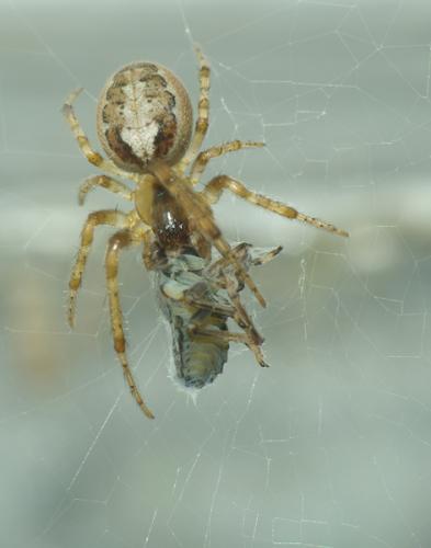 Zygiella x-notata