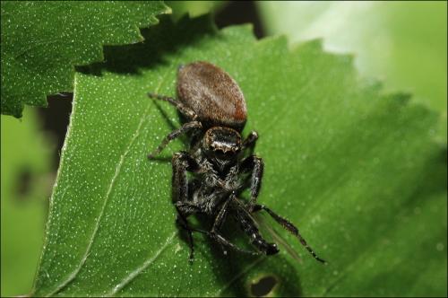 Evarcha sp.