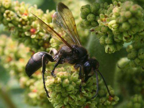 Isodontia paludosa
