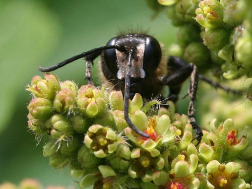 Isodontia paludosa