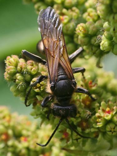 Isodontia paludosa