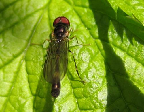 Baccha elongata