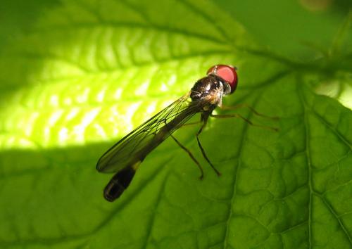 Baccha elongata