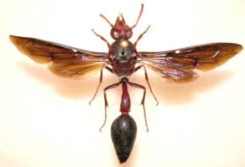 Réf. 30 463 : Delta emarginatum