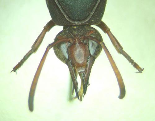 Réf. 30 464 : Delta emarginatum
