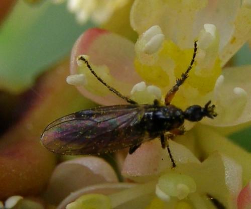 Dilophus sp.