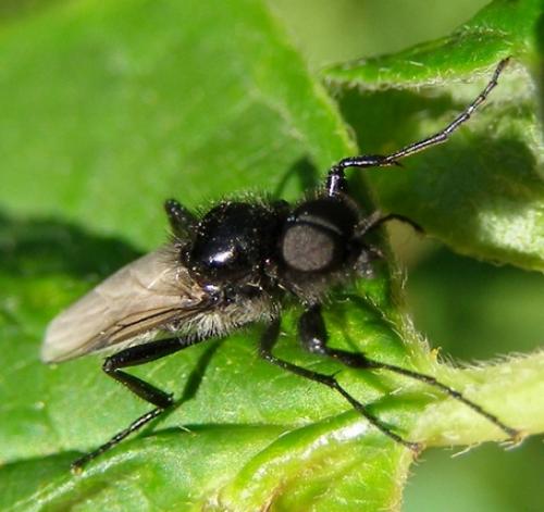 Réf. 30 839 : Bibio hortulanus