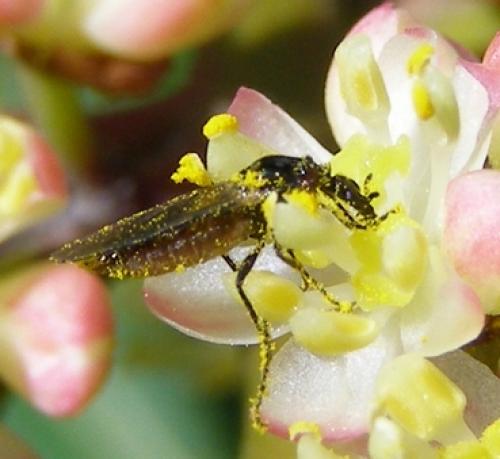 Dilophus sp.