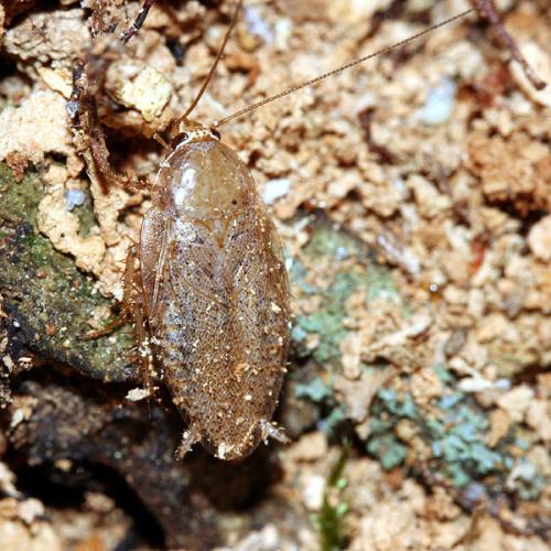 Ectobius pallidus