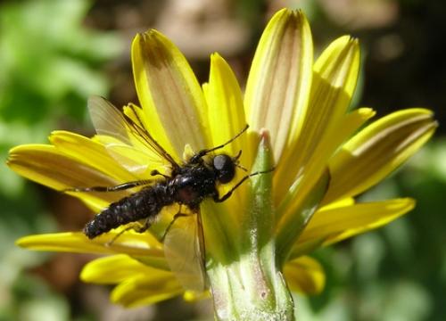 Réf. 30 584 : Bibio hortulanus