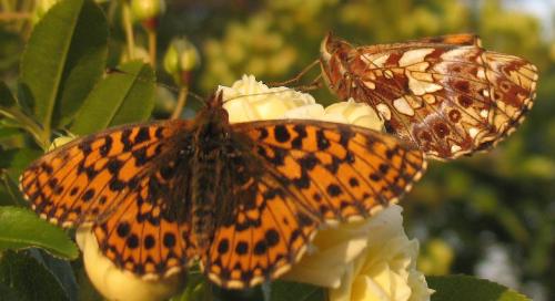Réf. 30 179 : Boloria dia