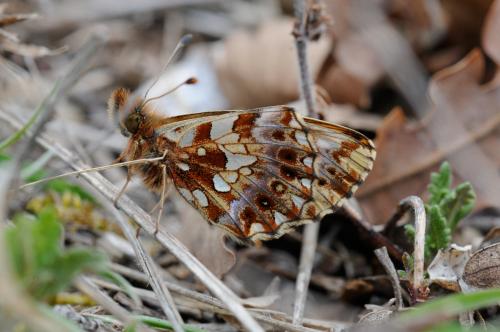 Réf. 30 380 : Boloria dia