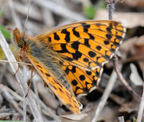 Réf. 30 381 : Boloria dia