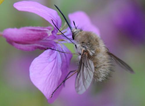 Réf. 30 819 : Bombylius sp.