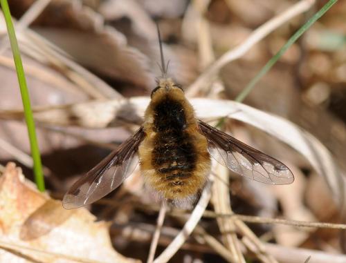 Bombylius major
