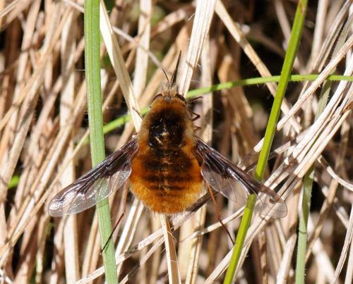 Bombylius major