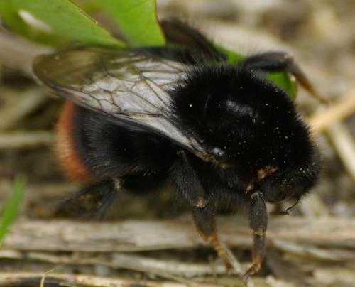 Bombus sp.
