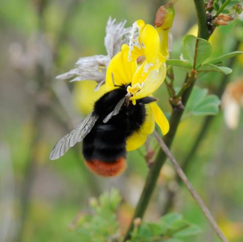 Bombus sp.