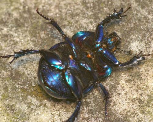 Trypocopris vernalis