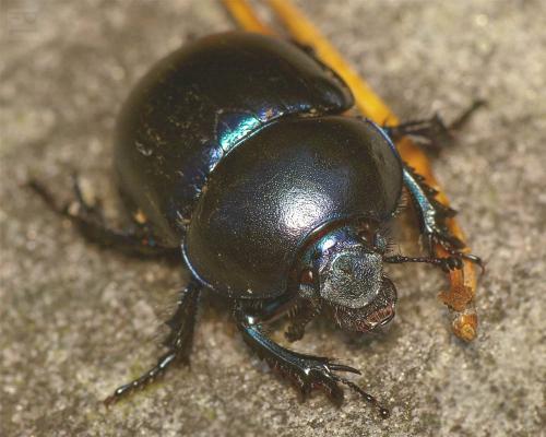 Trypocopris vernalis