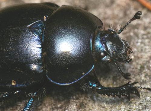 Réf. 30 266 : Trypocopris vernalis