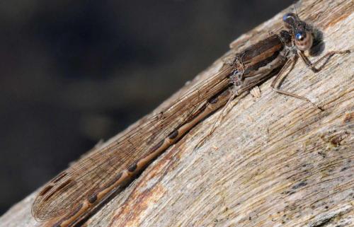 Sympecma fusca