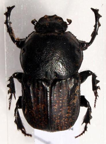 Réf. 30 470 : Cheironitis irroratus