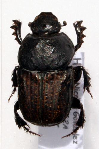 Réf. 30 468 : Cheironitis irroratus