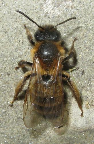 Réf. 30 648 : Andrena sp.