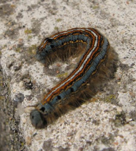 Malacosoma neustria
